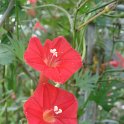 Picasa 2.7